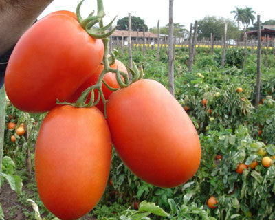 Tomate Namib sobre 5 millares. 25% descuento