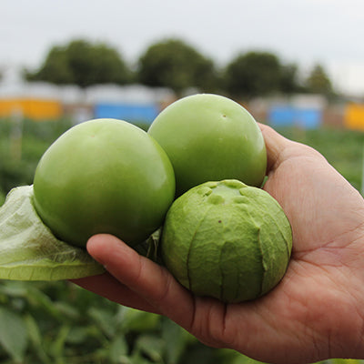 Tomatillo Brigadier Sobre 25 millares