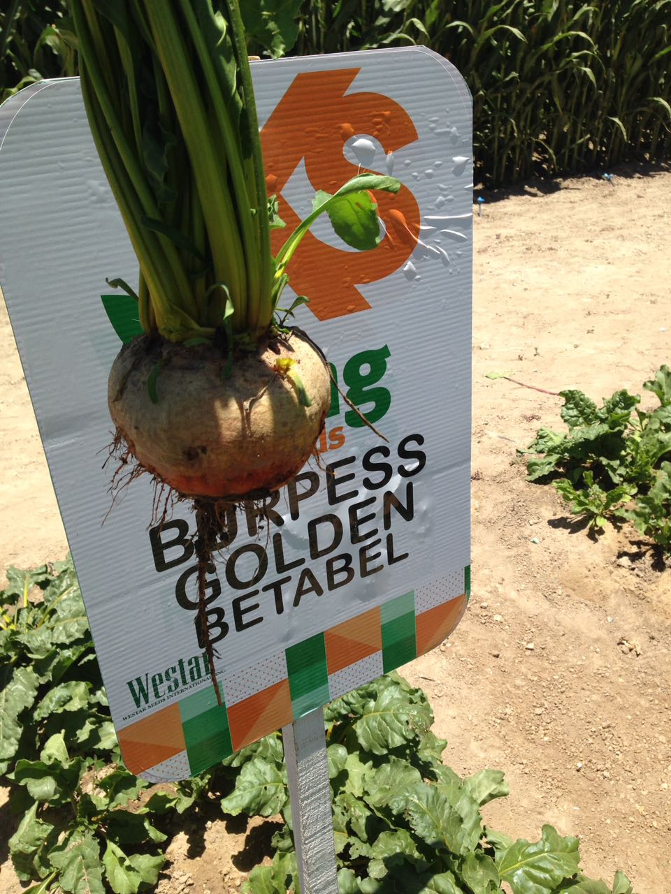 Betabel Amarillo Golden Detroit Sobre 1 Lb