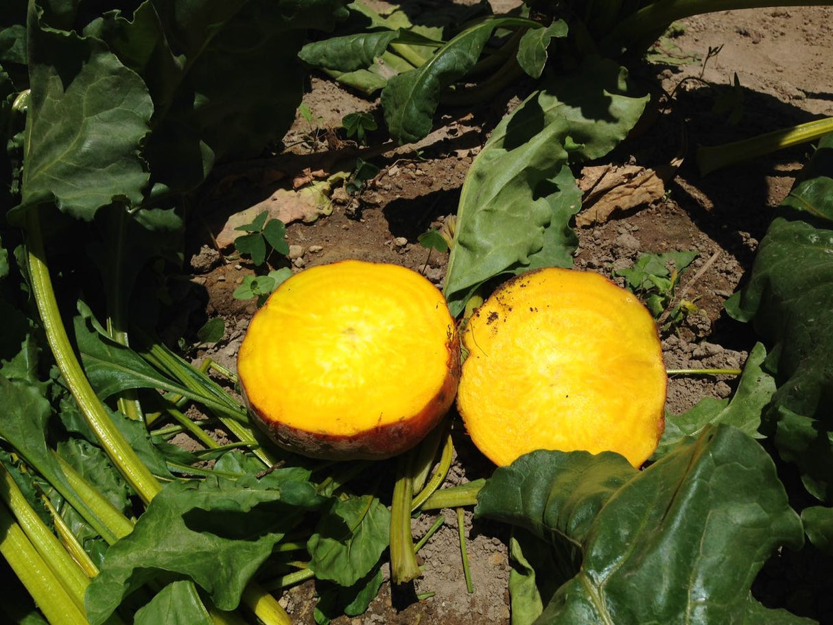 Betabel Amarillo Golden Detroit Sobre 1 Lb