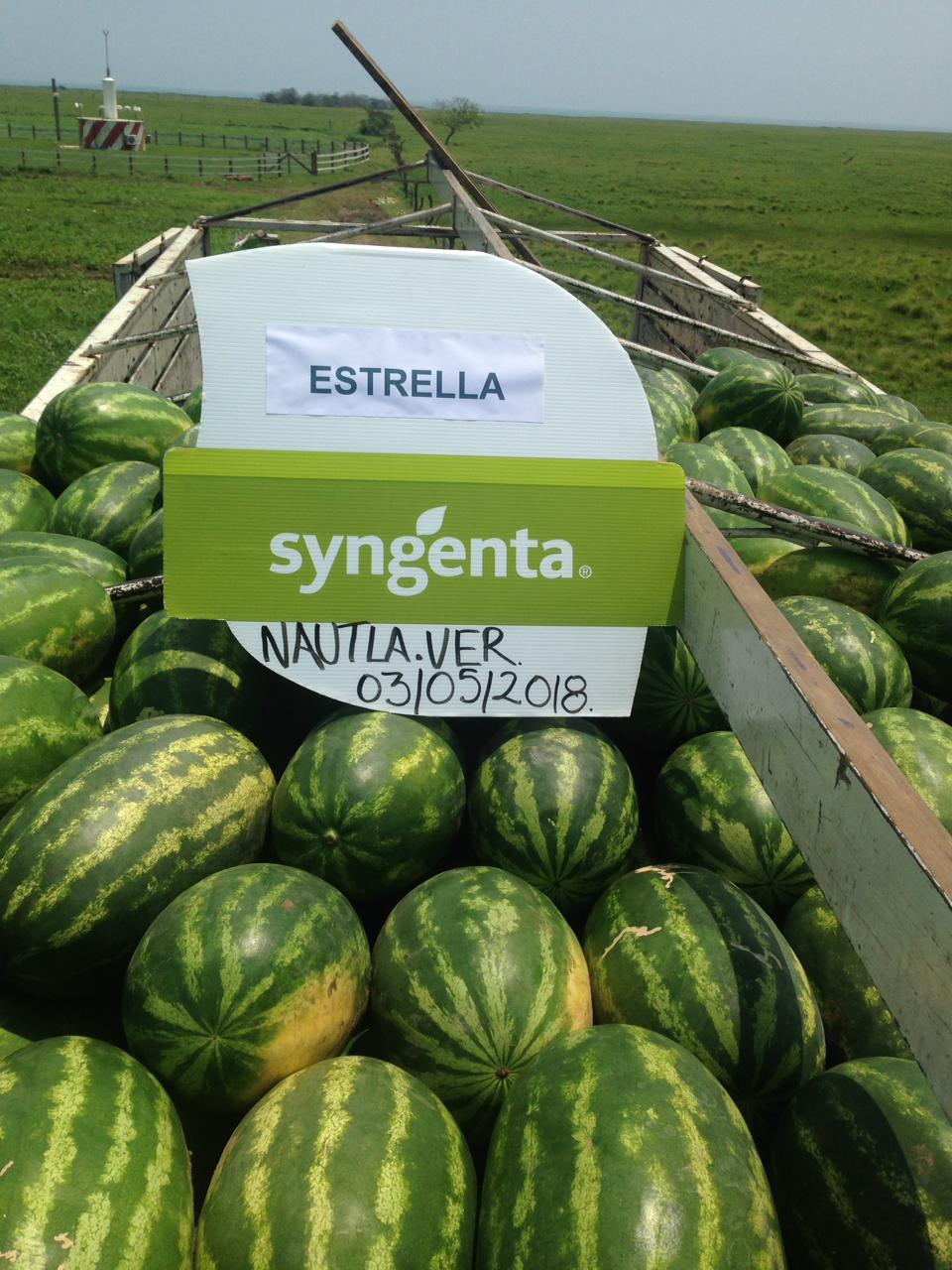 Sandia Estrella Sobre 5 Millares