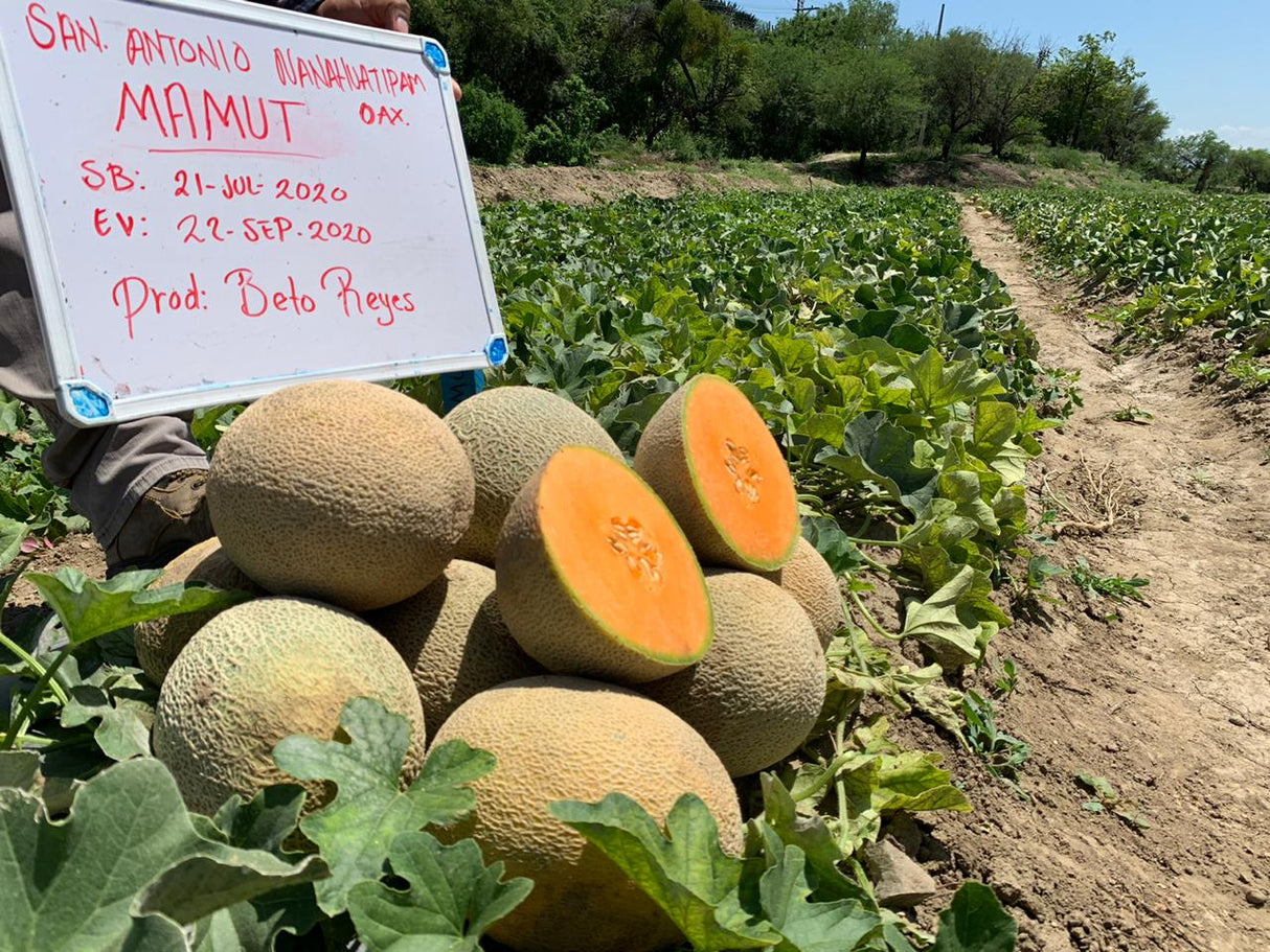 Melon Mamut Sobre 15Millar