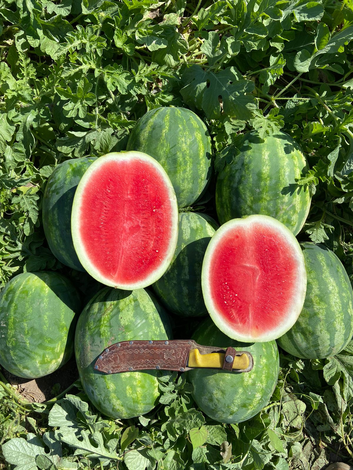 Sandia Deliciosa Sobre 5 Millares