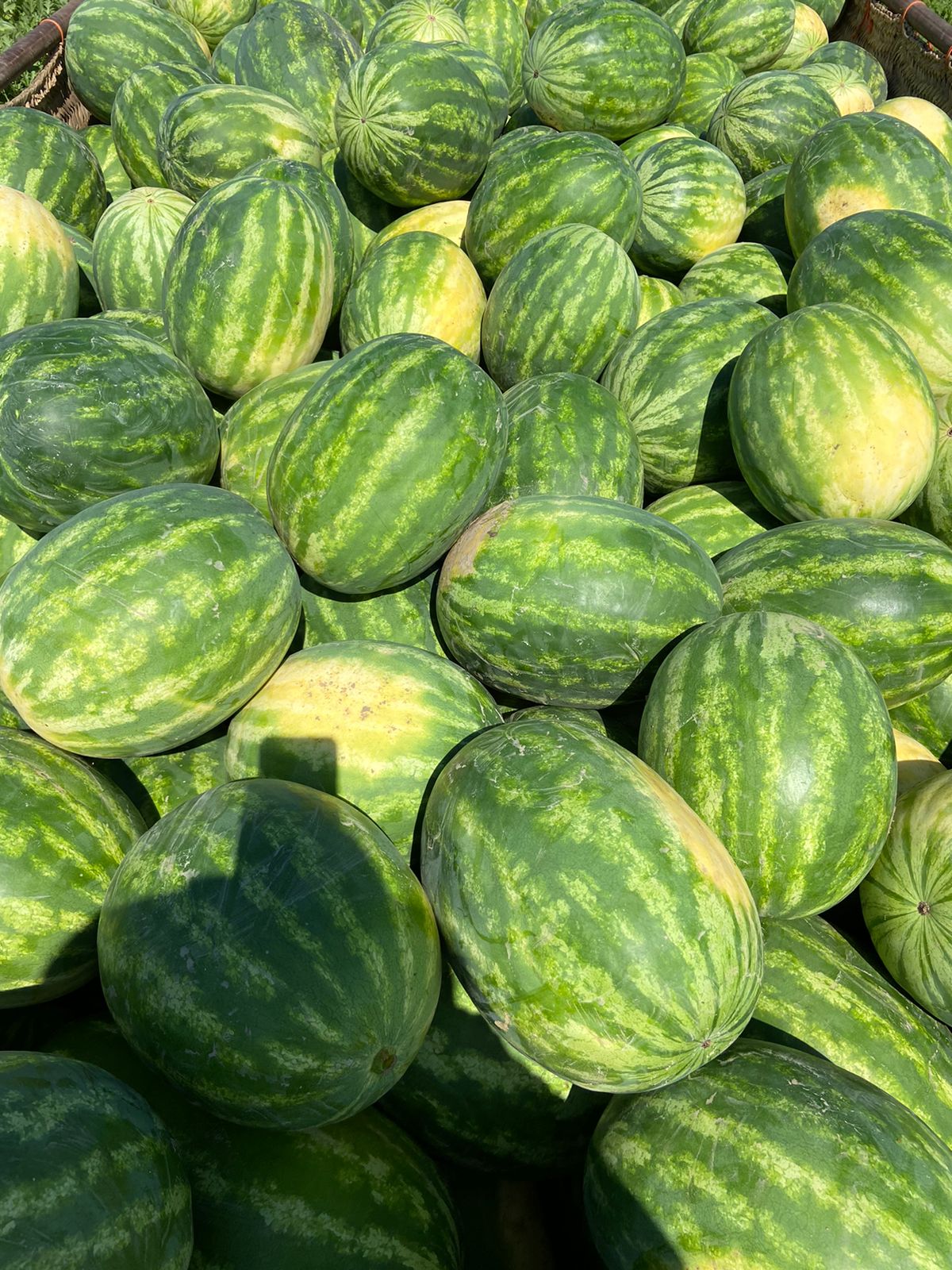 Sandia Deliciosa Sobre 5 Millares