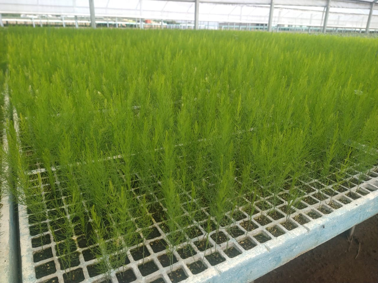 Espárrago UC 157 F-2 Sobre 1Lb