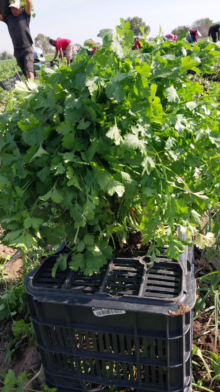 Cilantro Long Standing Saco 10 kg