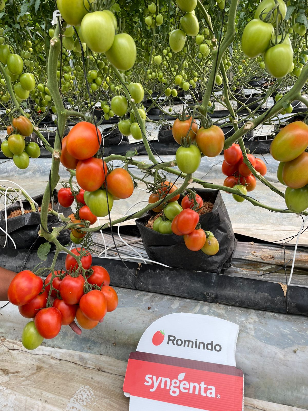 Tomate Romindo Sobre 1 Millar