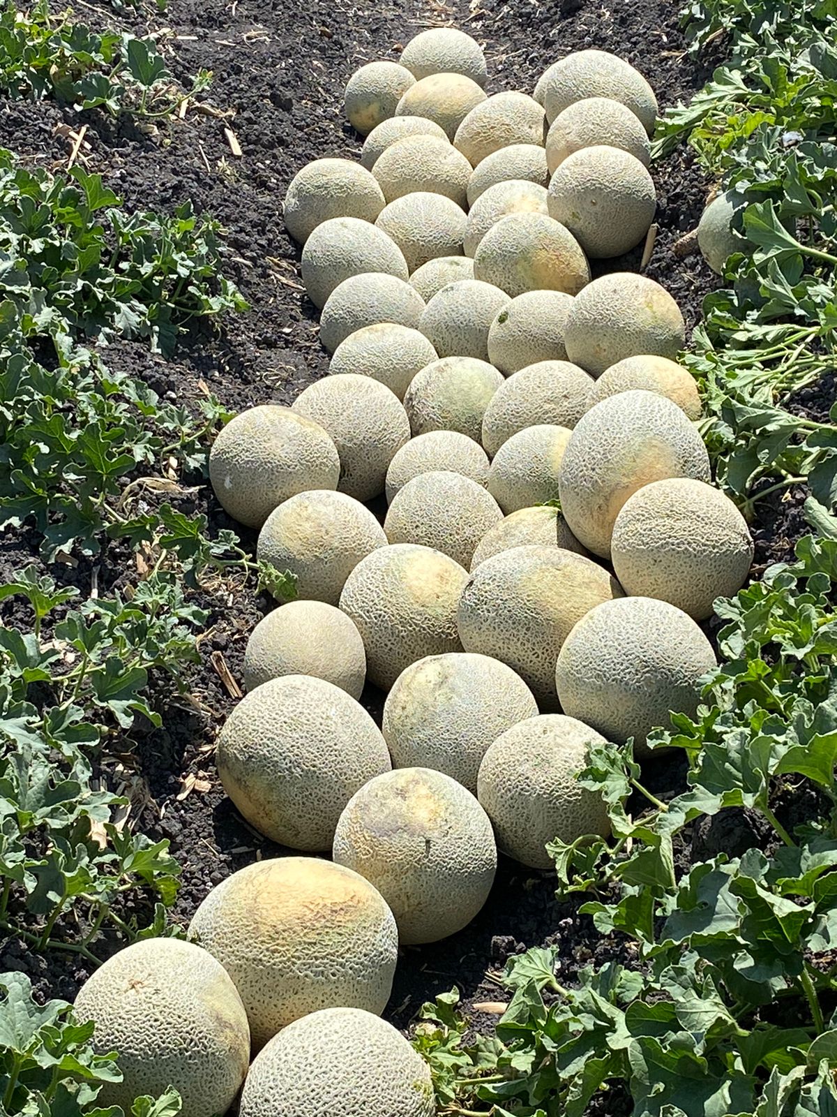 Melon T-Rex Sobre 15 Millares