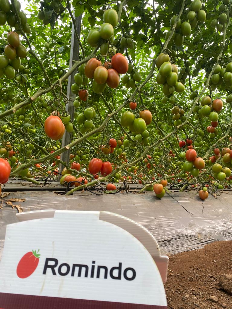 Tomate Romindo Sobre 1 Millar