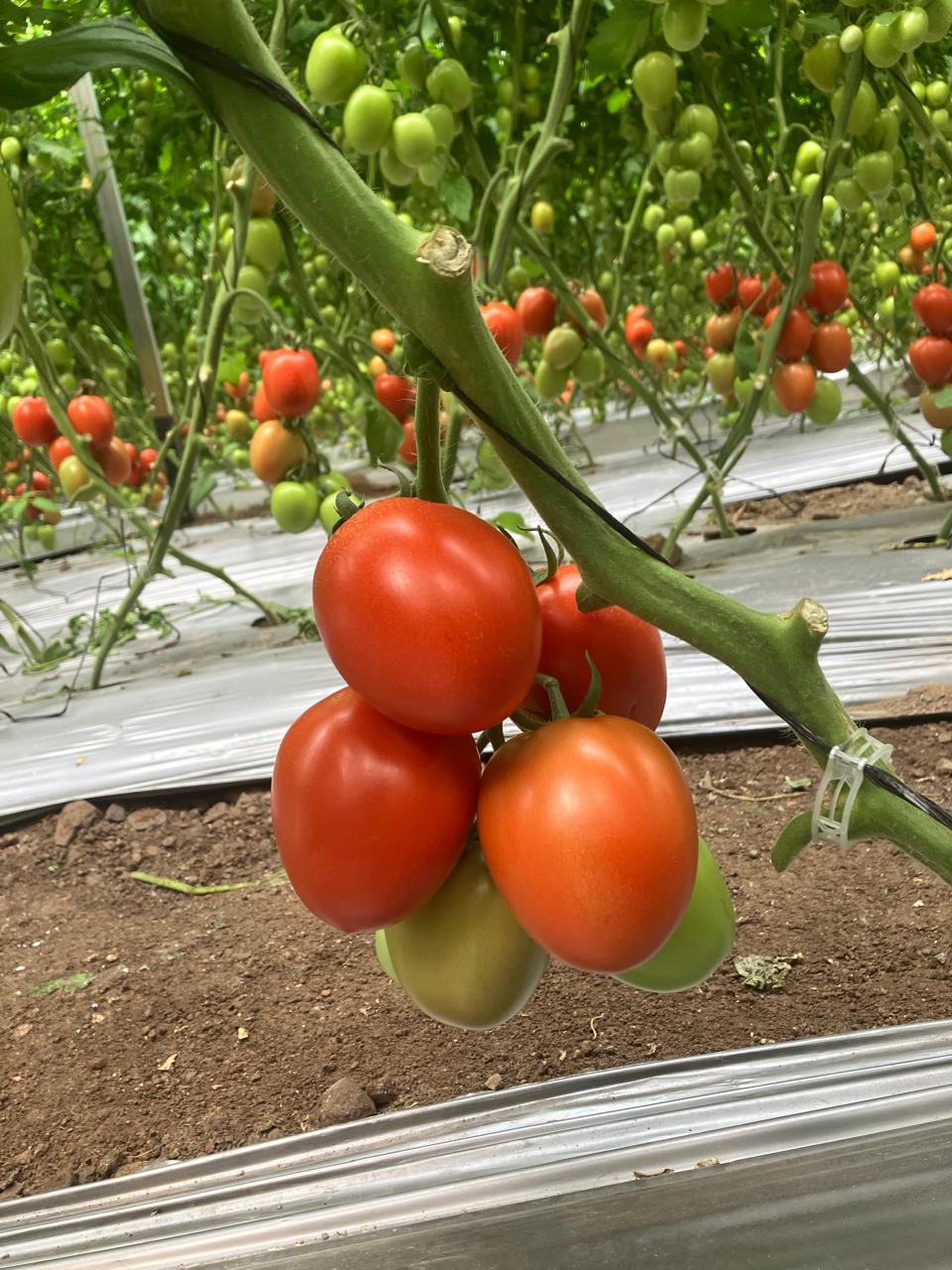 Tomate Guaynot St Tips22-003 Sobre 1 Millar