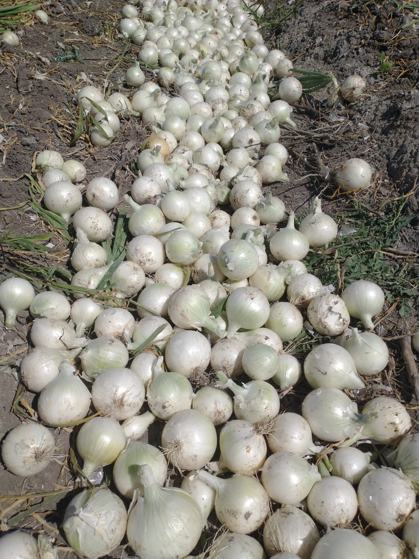Cebolla Luna Blanca Sobre 100 Millares. Descuento 5% (se aplica en el carrito)