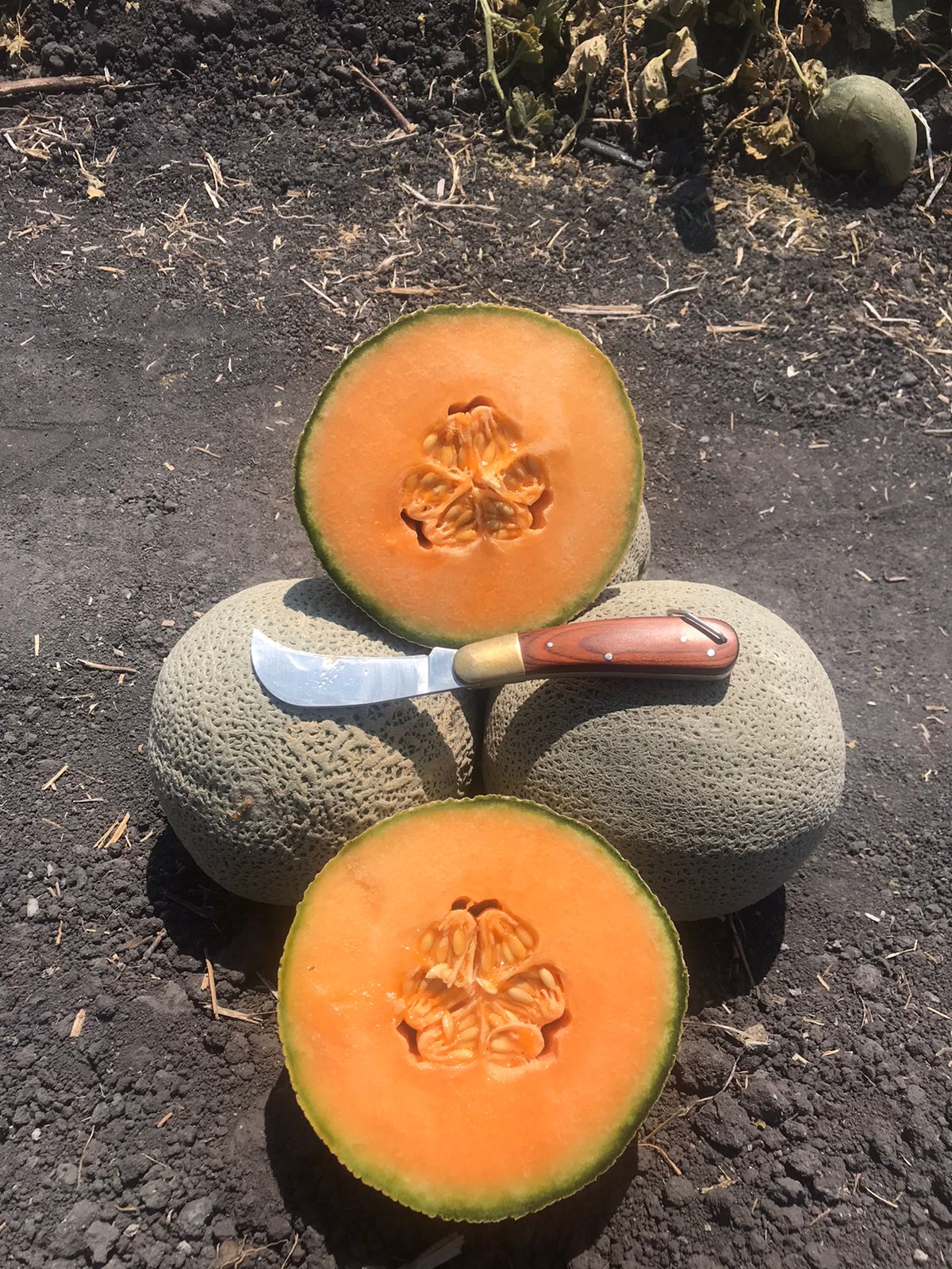 Melon T-Rex Sobre 15 Millares