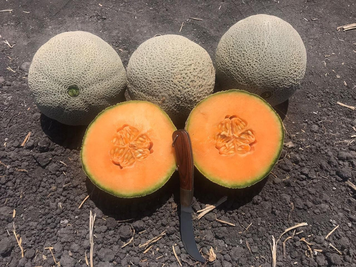 Melon T-Rex Sobre 15 Millares