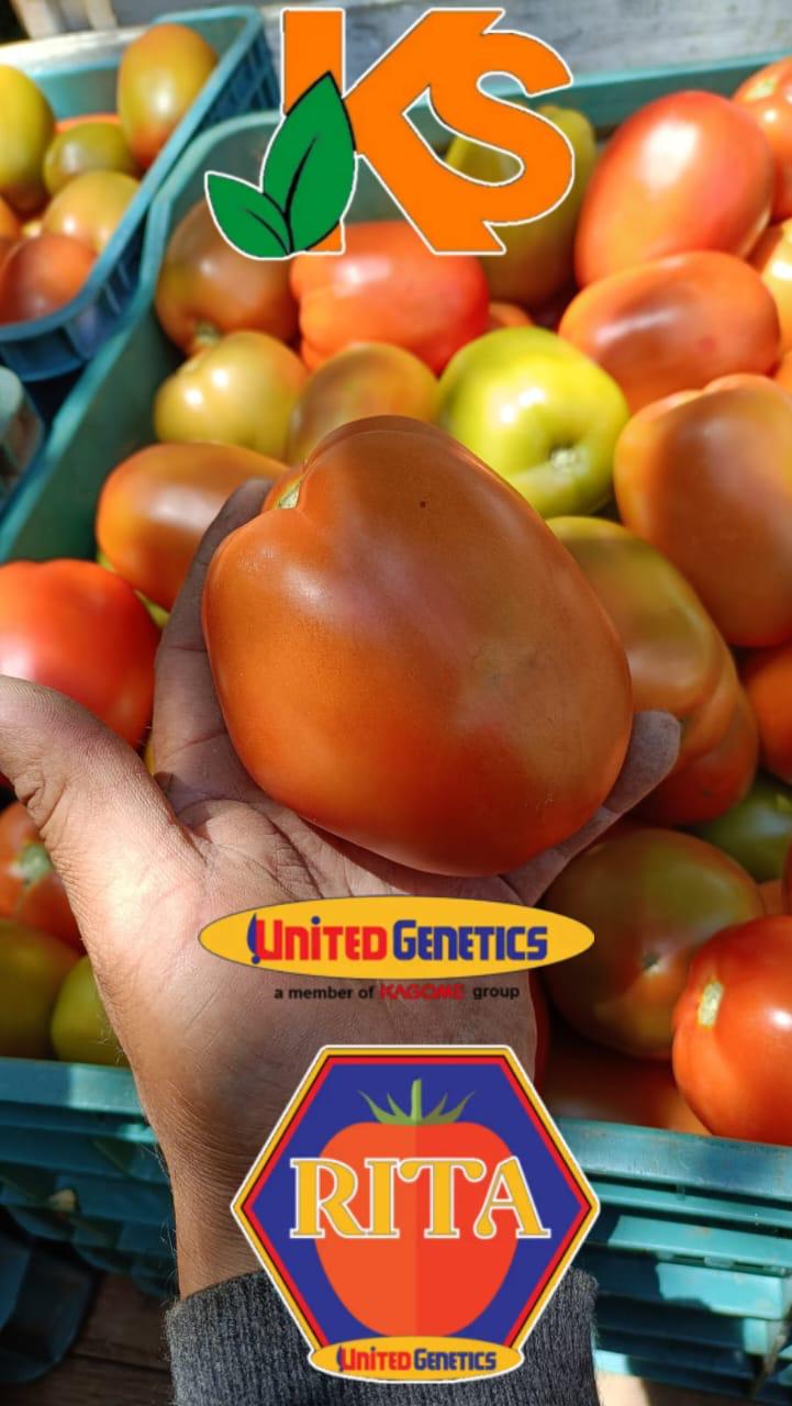 Tomate Rita sobre 1 millar