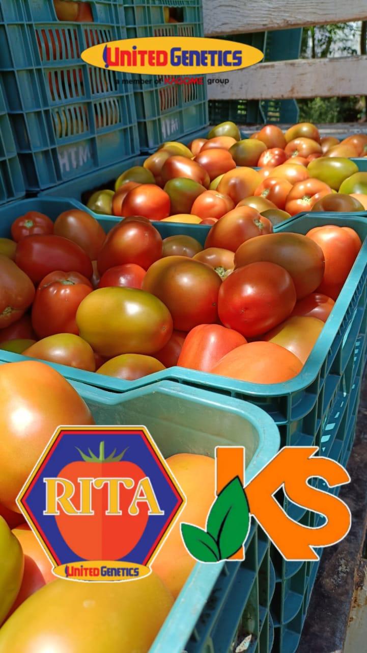 Tomate Rita sobre 1 millar