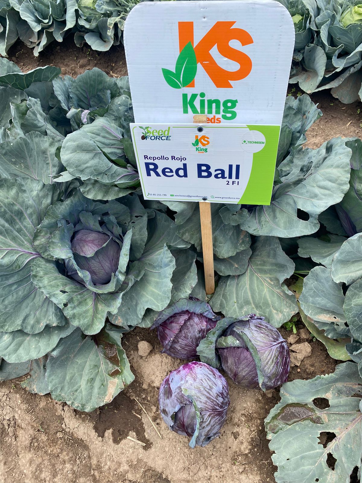 Repollo Red Ball Sobre 10 millares