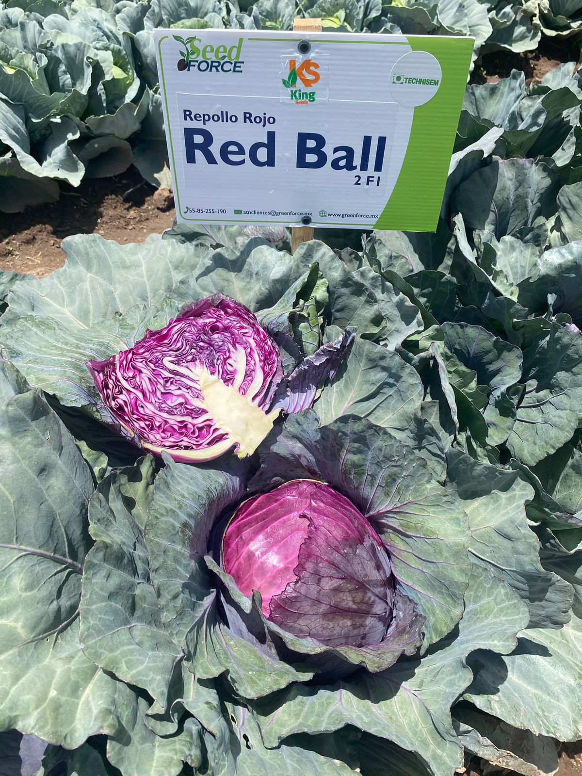 Repollo Red Ball Sobre 10 millares