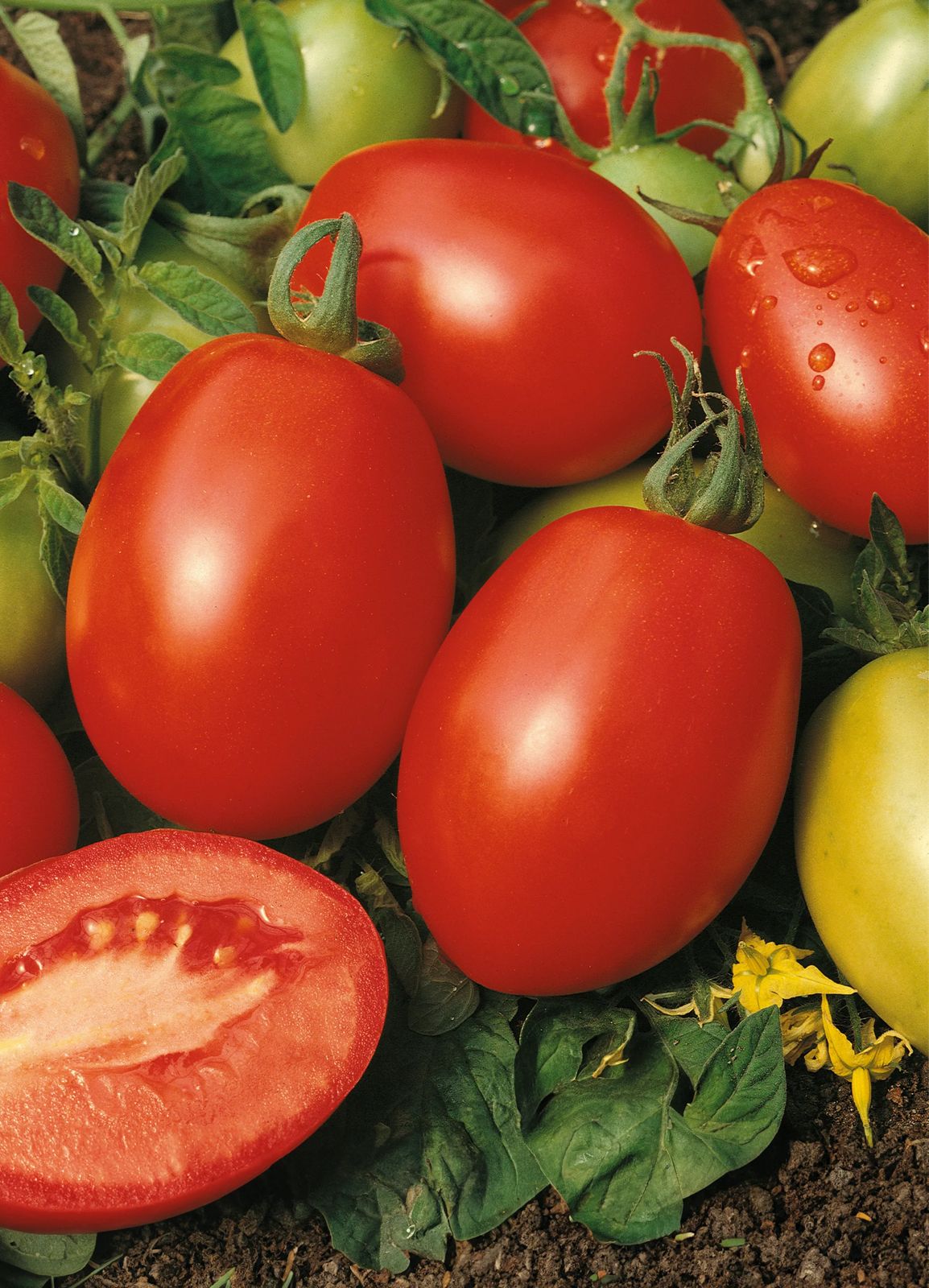 Tomate Rio Grande Sobre 1 Libra