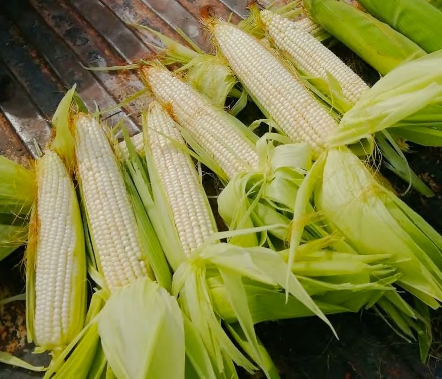 Maíz Elotero KSX-303 Saco 60 millares GR-PLANO