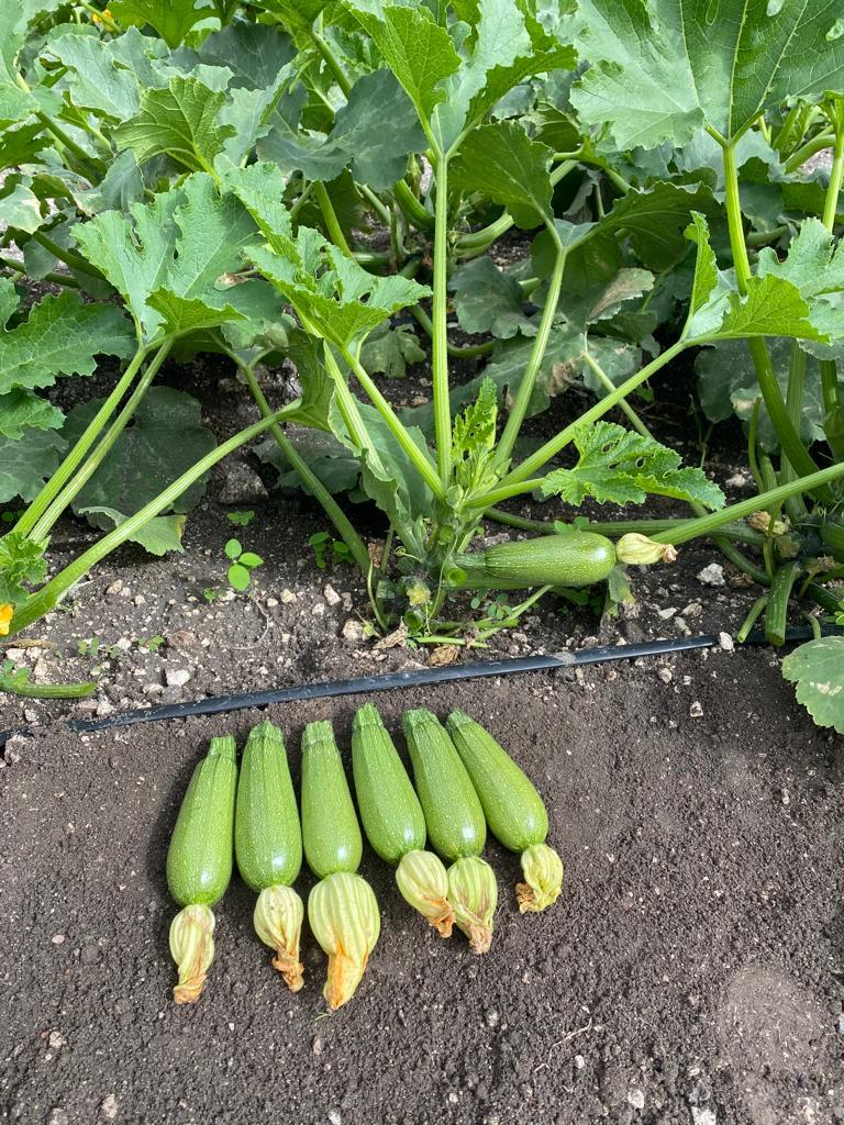 Calabaza Selena Sobre 3 Millares