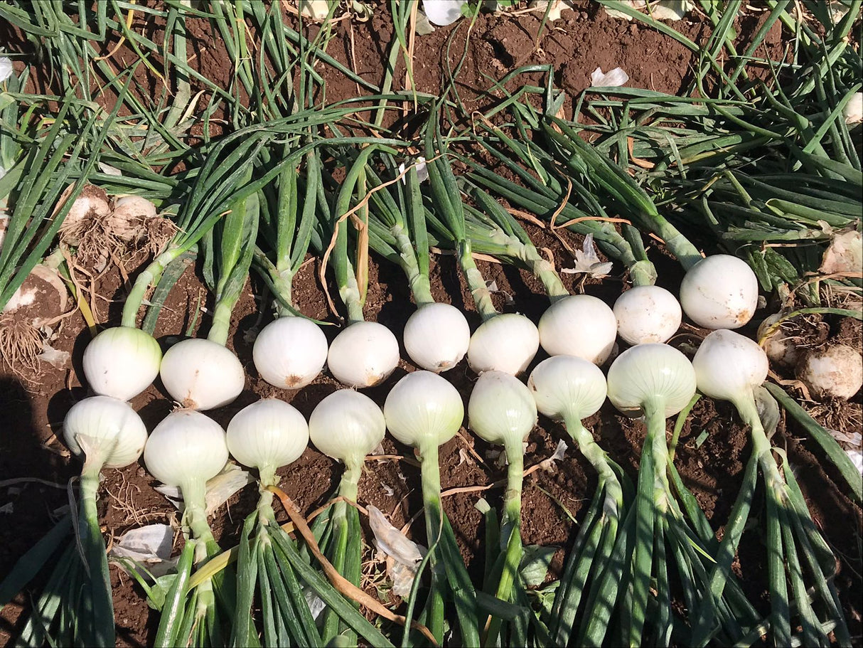 Cebolla Blanca KS-777 F1 Sobre 100 millares. Descuento 5% (se aplica en el carrito)