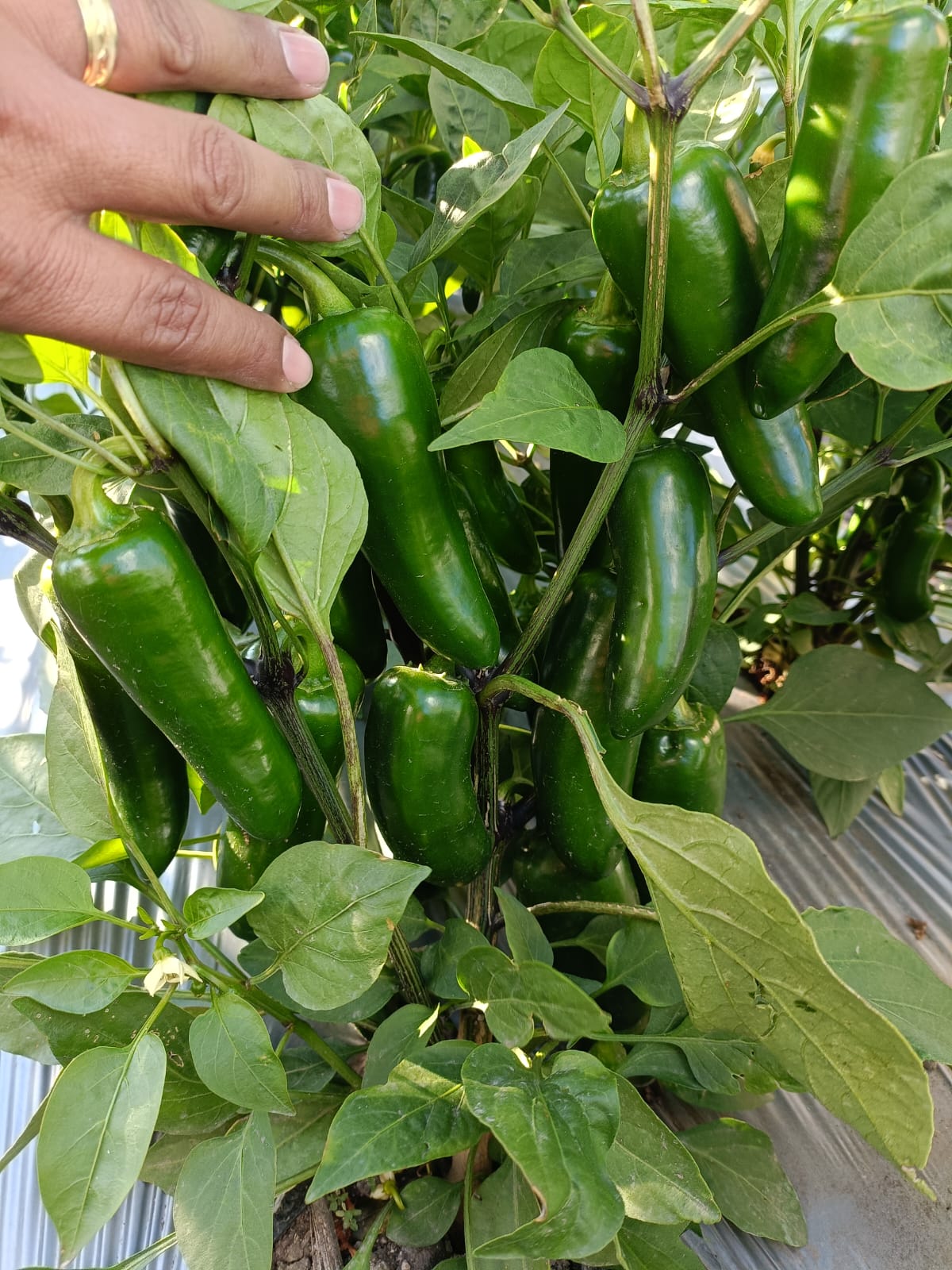 Chile Jalapeño Tlapaneco Sobre 2 millares sin tratamiento