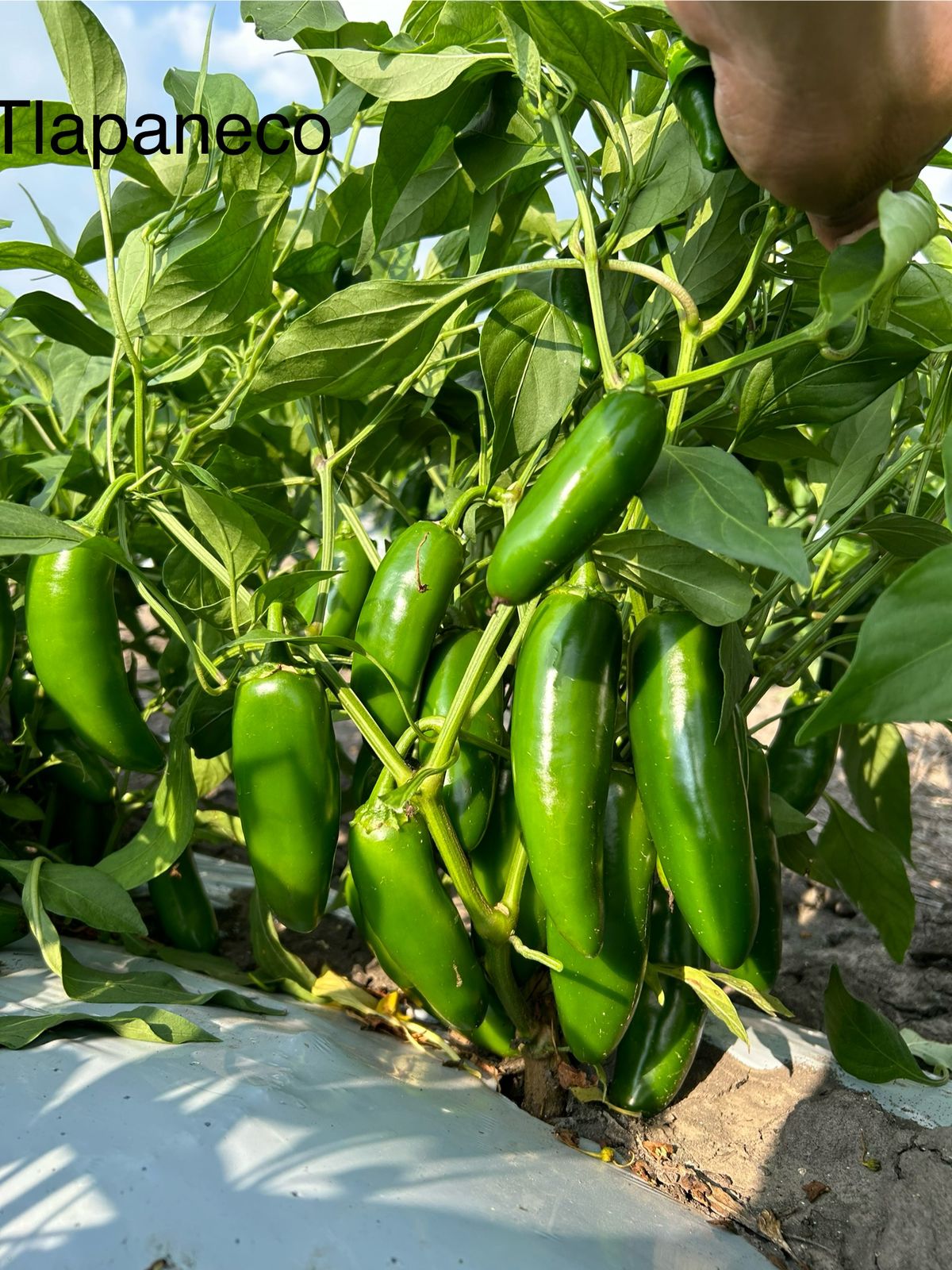 Chile Jalapeño Tlapaneco Sobre 2 millares sin tratamiento