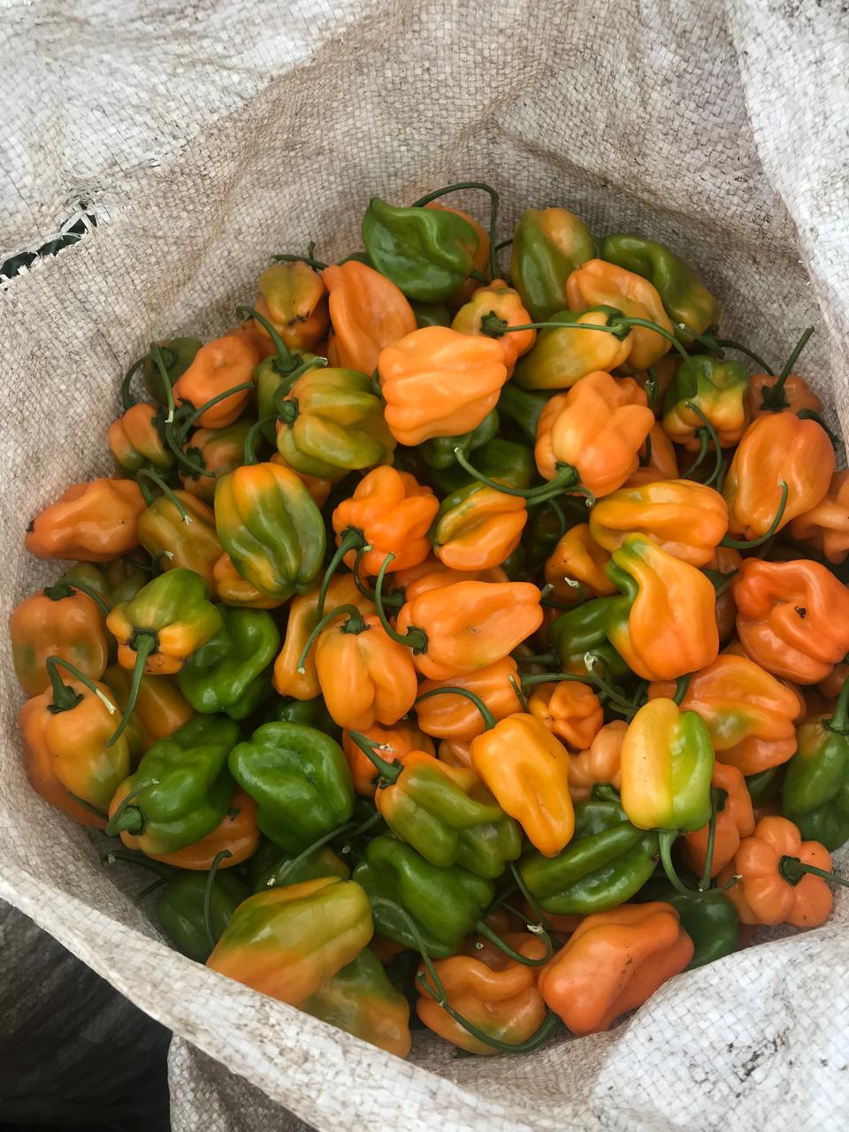 Chile Habanero Naranja Prime 1 Millar. Lote con 20% de plantas fuera de tipo.
