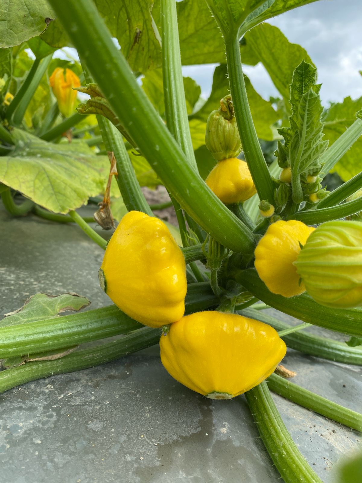 Calabacita Amarilla Sunburst 5 Millares