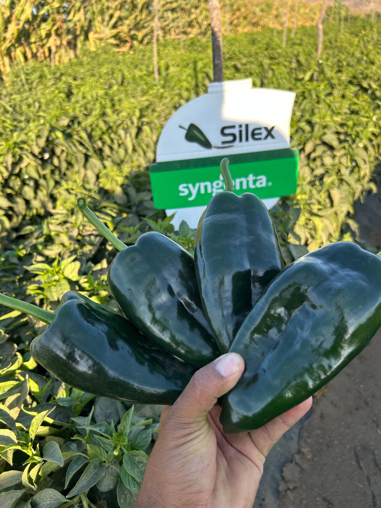 Chile Ancho Silex Sobre 1 millar sin tratamiento