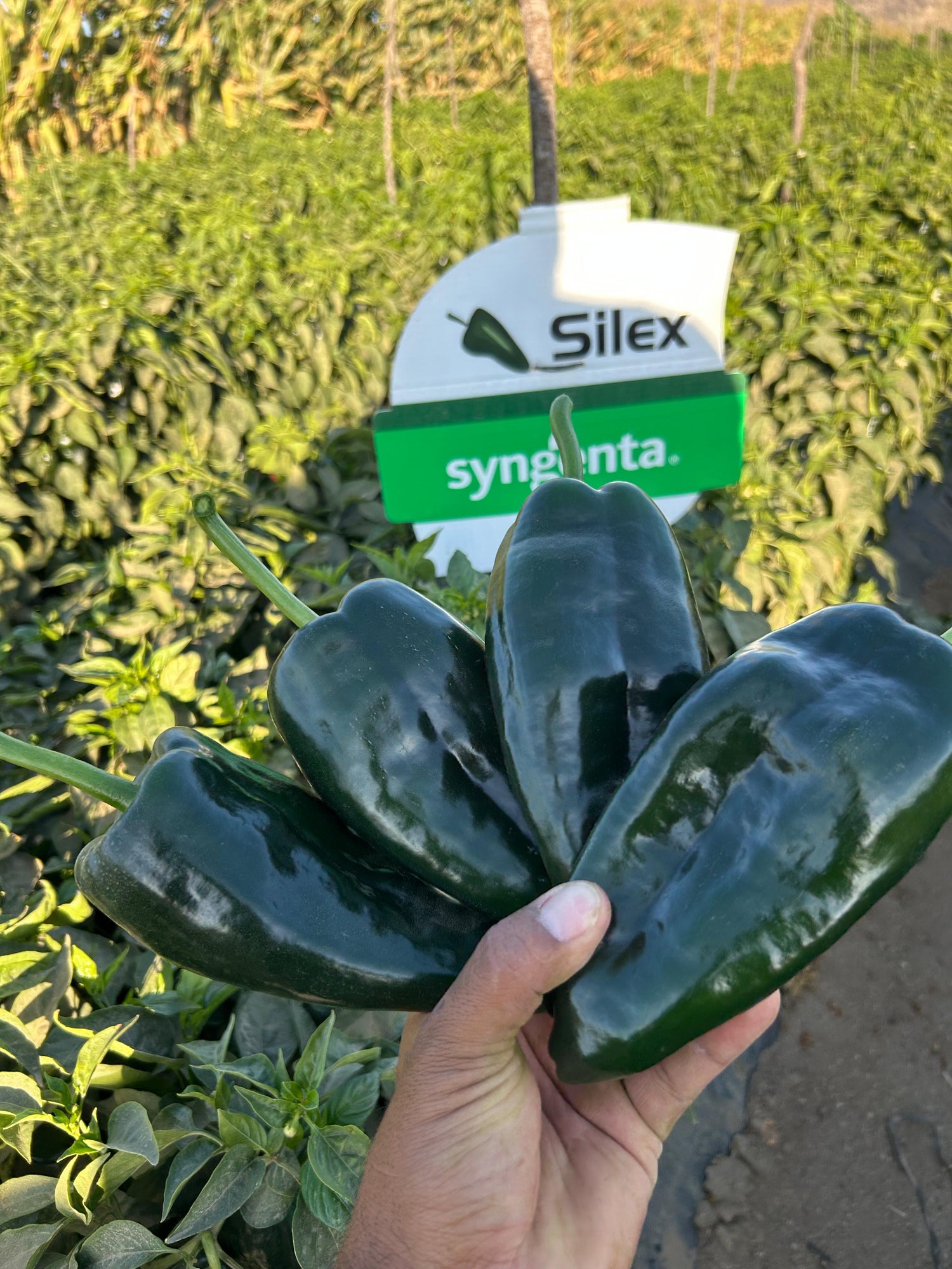 Chile Ancho Silex Sobre 1 millar sin tratamiento