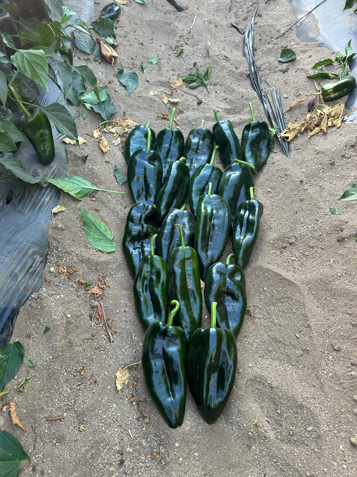 Chile Ancho Silex Sobre 1 millar sin tratamiento