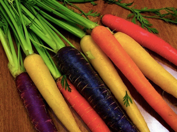 Zanahoria Rainbow Mix Color 1Lb