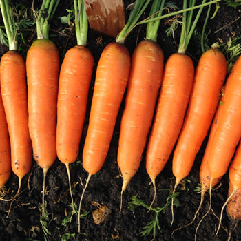 Zanahoria Nantes Mexican Strain Saco 50LB