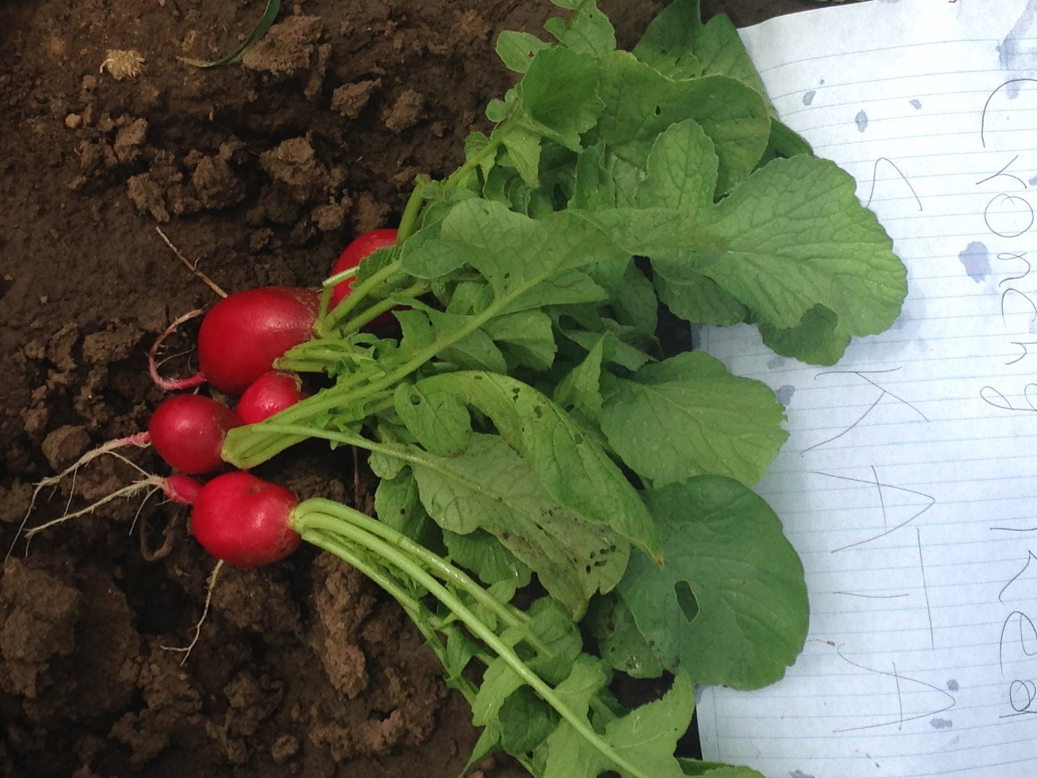 Rabano Ruby Saco 10 Kg