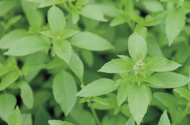 Albahaca Lemon Basil Sobre 1Lb