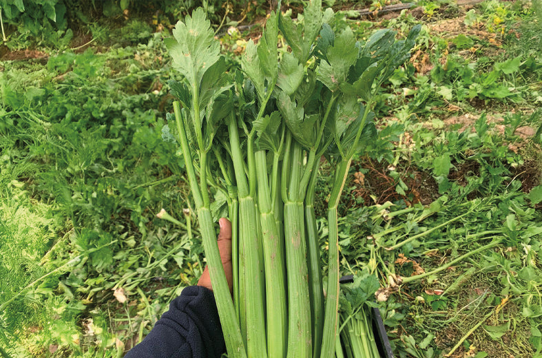 Apio Conquistador sin tratamiento Sobre 500 millares. Descuento 25% (se aplica en el carrito)