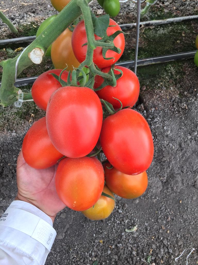 Tomate Mision Sobre 1 Millar