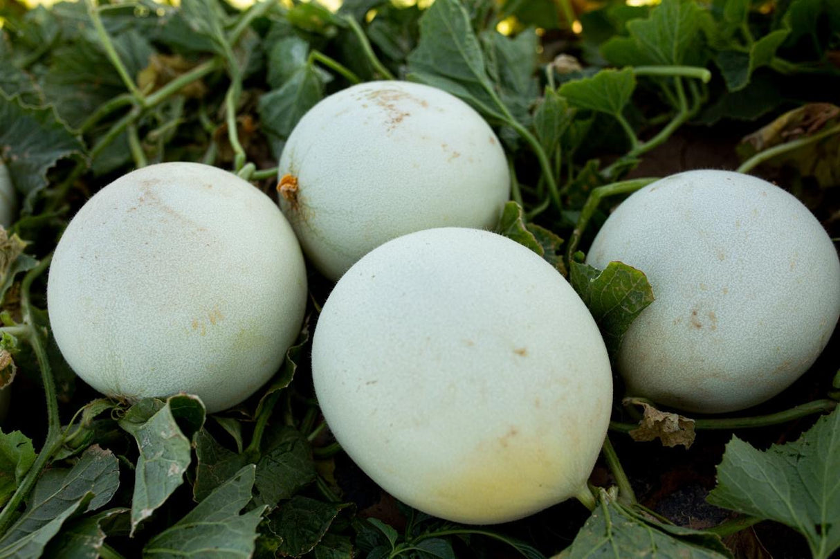 Melón Perla Verde Sobre 10 Millares