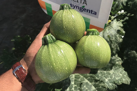 Calabaza Brice F-1 Sobre 3 Millares.