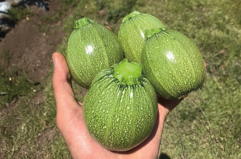 Calabacita Capri Sobre 3 Millares