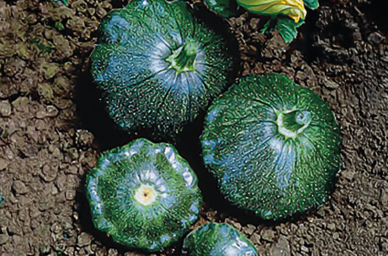 Calabaza Starship sobre 3 Millares