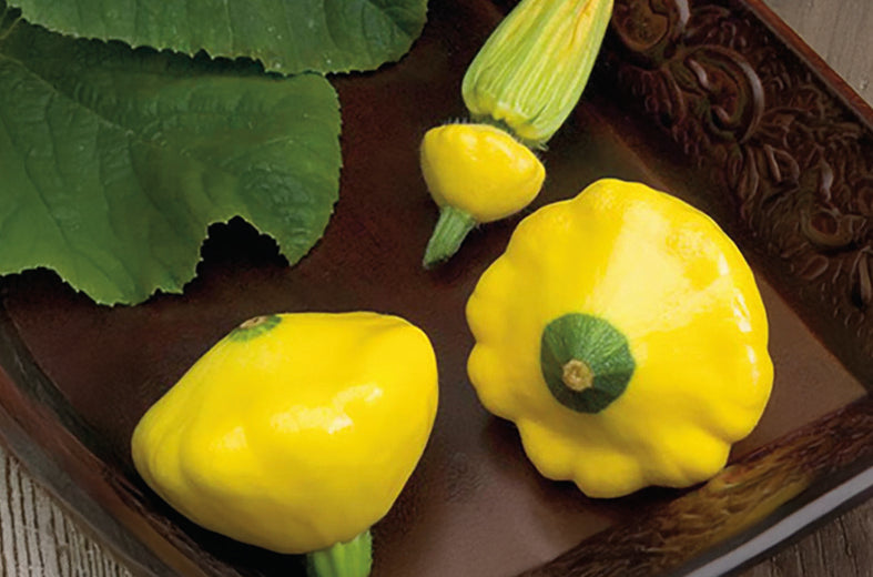 Calabacita Amarilla Sunburst 5 Millares