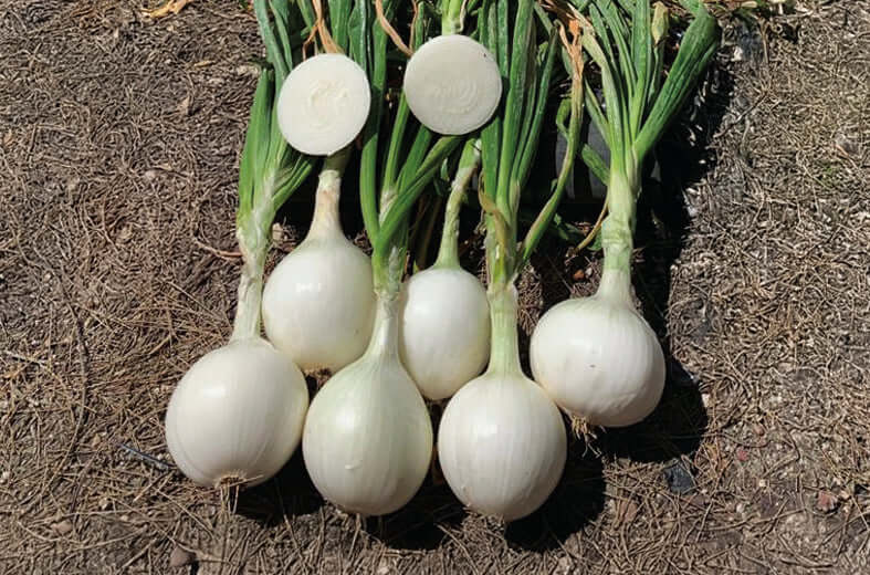 Cebolla Bianca F1 Sobre 100 Millares