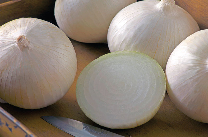 Cebolla Blanca Grande 100 millares