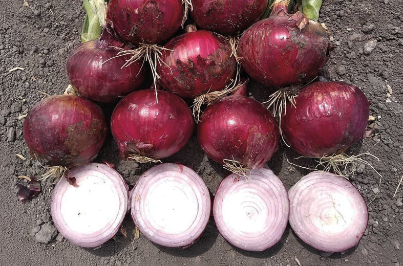 Cebolla Red Grano Sobre 1 Lb