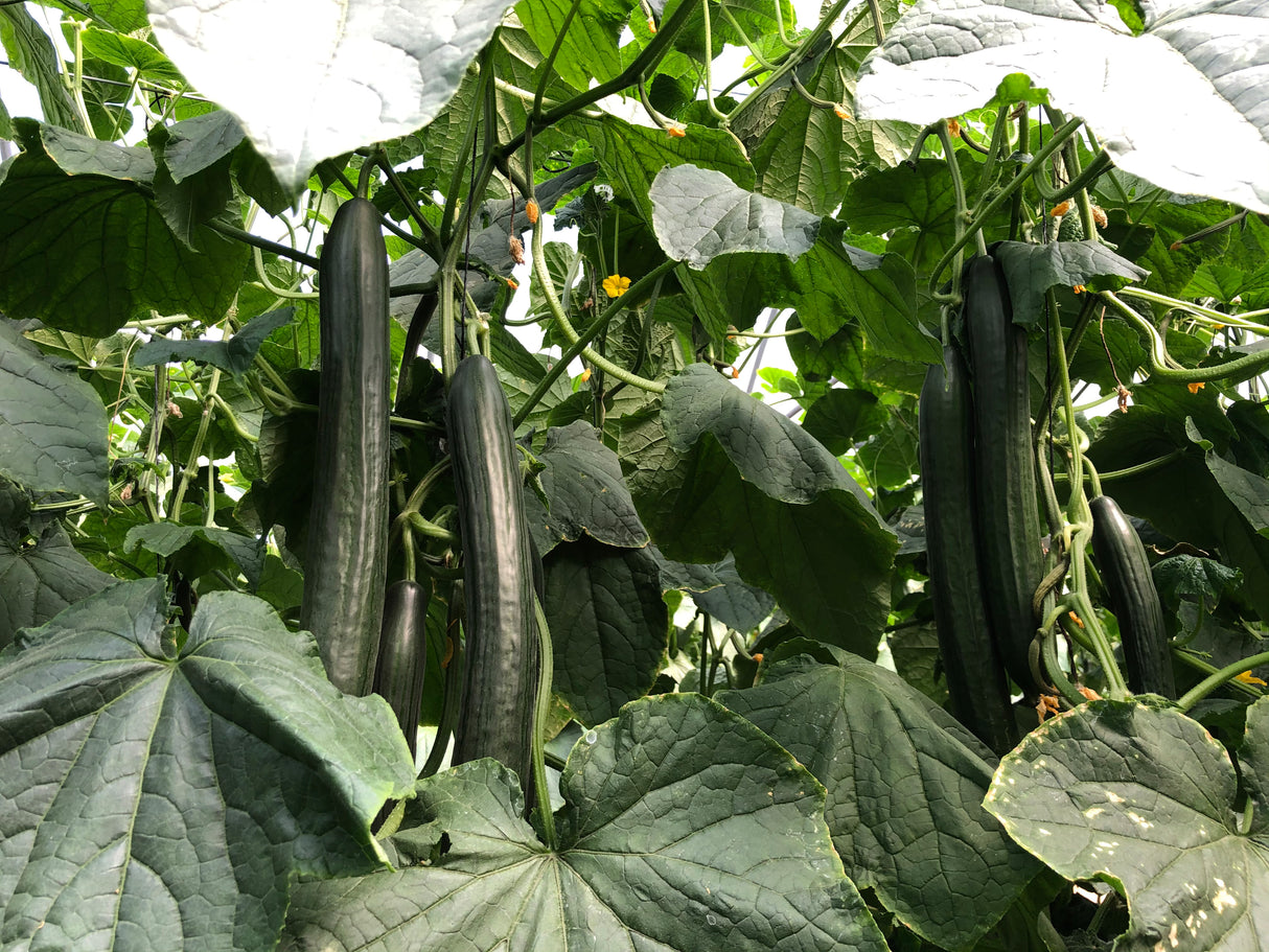 Semilla Pepino Celestino Sobre 1 Millar