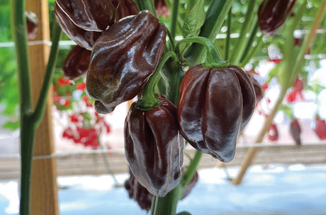 Chile Habanero Chocolate Espresso Sobre 1 Millar