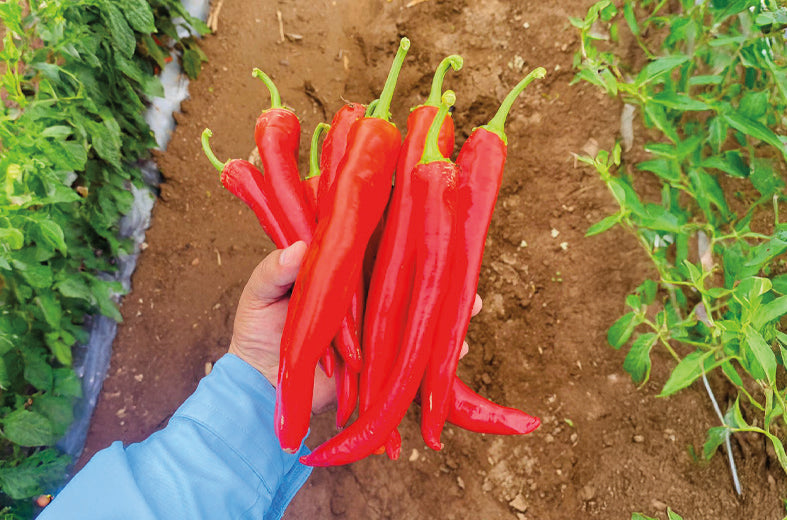 Chile Guajillo Fuerte (1401) Sobre 50 Millares