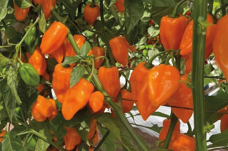 Chile Habanero Naranja KS-1623-61 Sobre 1 millar